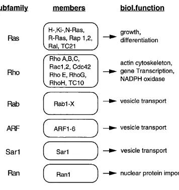 Figure 1.2 The Ras-superfamilyThe more distantly related Rad/Gem/Kir family is not included.