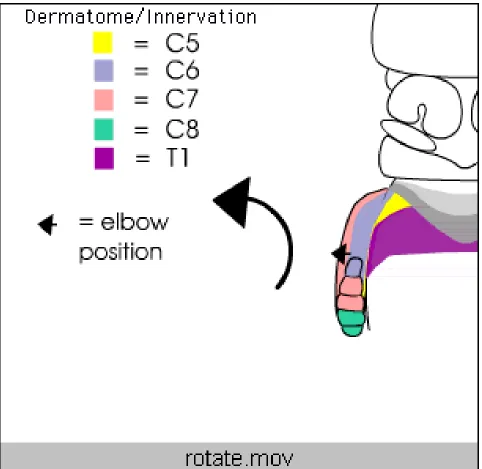 Figure 1 Beginning image of animation showing developmental limb rotation.  The colored key corresponds todermatomes on the embryo