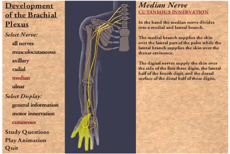 Figure 2 Screen illustrating/describing the cutaneous pattern of innervation of the median nerve