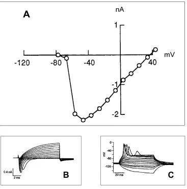 FIG. 4.  A. Electrical characteristic of the cochlea’s transistor – a voltage-activated inward 