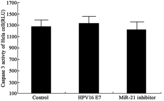 Figure 5. Caspase-3 activities in Hela cells. 