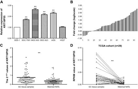 Figure 1 KrT18P55 was upregulated in gastric cancer.Notes: (A) The expression of KRT18P55 in five GC cell lines: SGC-7901, MGC-803, BGC-823, AGS, and HG27 showed significant higher expression of KRT18P55 in comparison with normal control by qPcr (**P,0.01)