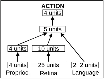 Figure 2 – The organism’s neural network for the object manipulation task 