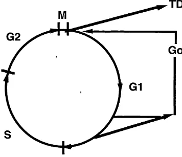 Figure 1.1 Model of the mammalian cell cycle. Continuously cycling cells become limiting, cells may exit the cell cycle and arrest in mid Gl and enter Go pass through Gl (prereplicative phase), S (DNA synthesis), G2 (postsynthetic period), and M (mitosis)