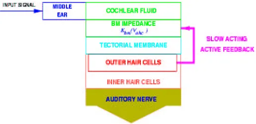 Figure 8: Block ﬂow diagram of the inner ear [78].