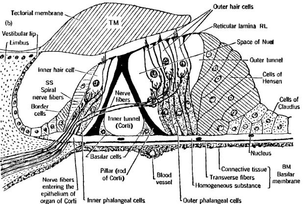 Figure 2:This cross section of the Organ of Corti shows the inner and outer hair cells, pillar cellsand other supporting structures, the basilar membrane (BM), and the tectorial membrane (TM).