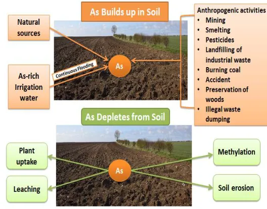 Fig. 2: Sources of arsenic in soil and its build up and depletion ways 