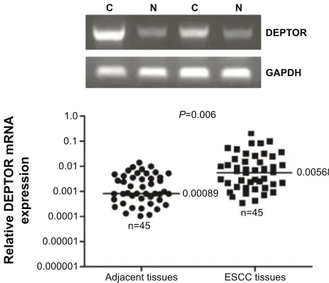 Figure 3 Western blot analyses of DePTOr expression in 45 cases of escc and in corresponding normal adjacent tissues.Notes: DePTOr protein was detected in escc tissues (c columns) and adjacent tissues (N columns)