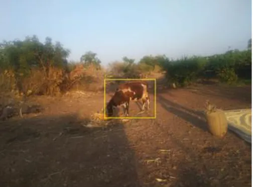 Figure 4. Cow has been detected and identified using OpenCv module for making intrusion 