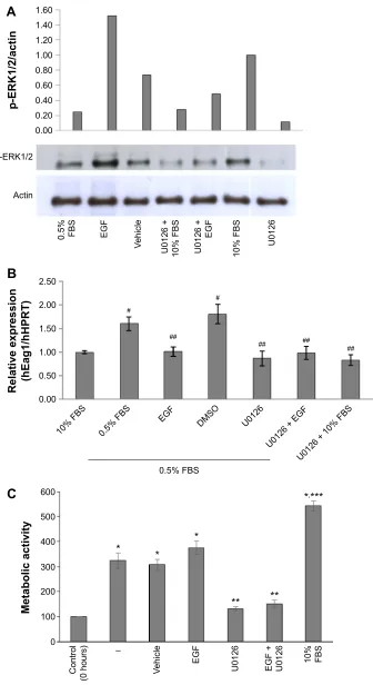 Figure 2 serum deprivation and epidermal growth factor (egF) regulate ether à-go-go-1 (eag1) expression, potentially via the erK1/2 pathway.Notes: a representative Western blot shows that erK1/2 phosphorylation was increased by egF, but this increase was p