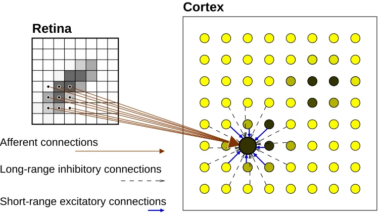 Figure 2: Architecture of the RF-LISSOM network. A small RF-LISSOM network and retina are shown,along with connections to a single neuron (shown as a large circle)