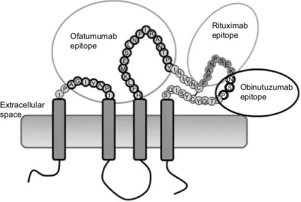 Figure 1 Structure of CD20 and epitope targets of ofatumumab, rituximab, and obinutuzumab (GA101).Notes: The CD20 transmembrane receptor is shown with epitopes for binding of ofatumumab, rituximab, and obinutuzumab