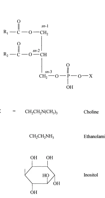 Figure 1-1. Basic structure of glycerophospholipids and some polar head groups.
