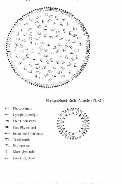 Figure 1-3. Structures of triglyceride-rich and phospholipid-rich particles.