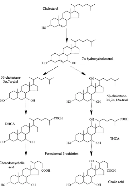 Figure 3-6. Overview of the classical bile acid synthesis pathway.