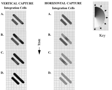Figure 8 :  Line Capture Model Output:  Eight snapshots of the evolving sub-threshold and threshold I cell activity for vertical (left column) and horizontal (right column) line capture.
