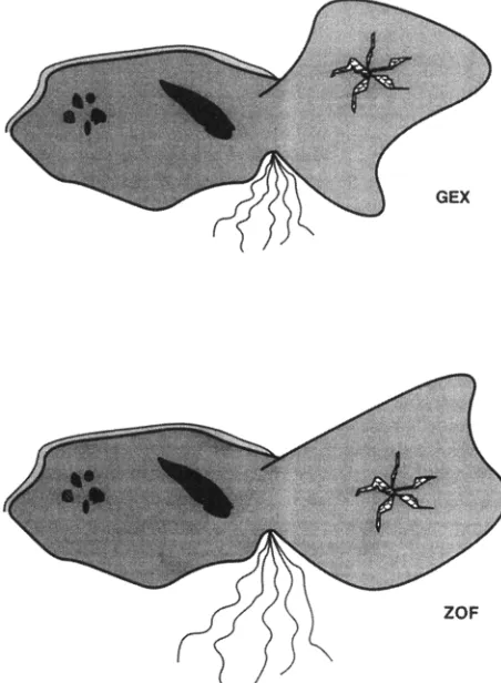 Figure 3. Examples of stimuli from the Gex and Zof categories from Experiments 2 and 3