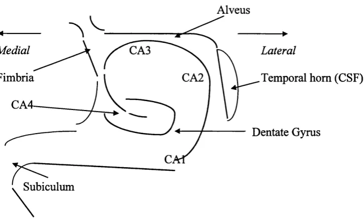 Figure 1.2 A stylized structure of the hippocampus showing the subfields of the 