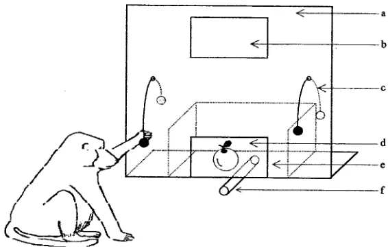 FIG. 1.Test apparatus. The background is indicated by dashlines. a: Wooden board;b: One-way mirror; c: Rope sliding through a hole and terminated by a wooden ball; d: Trans-parent Plexiglas; e: Board for placing the stimulus object; f