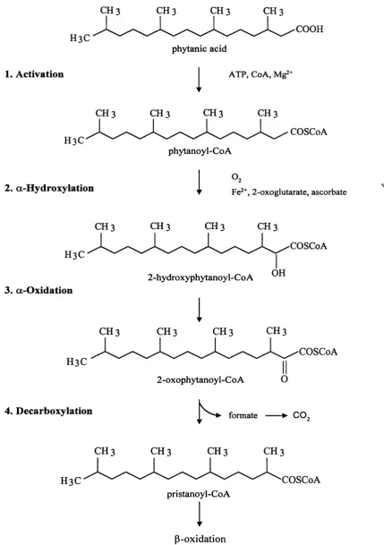 Figure 1-2: One possible pathway for the a-oxidation of phytanic acid based on 