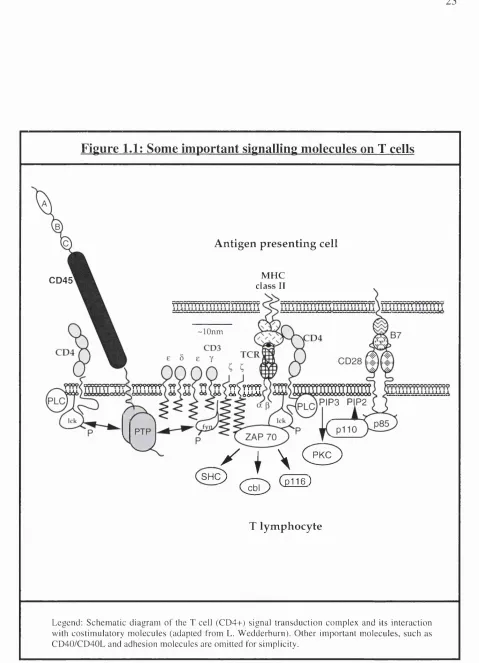 Figure 1.1: Some important signalling molecules on T cells