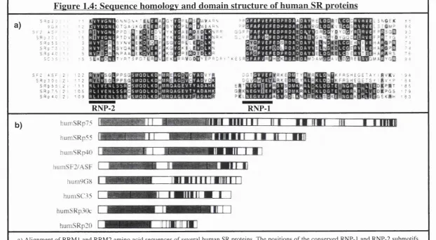 Figure 1.4: Sequence hom ology and dom ain structure of hum an SR proteins