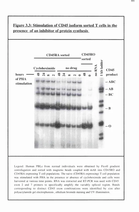 Figure 3.3: Stimulation of CD45 isoform sorted T cells in the 