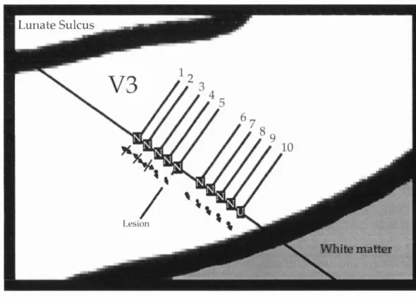 Figure  34  is  a  summary  diagram  of  the  cells  in  VG37,  the  electrode  track  in  the  anterior  bank  of  the  lunate  sulcus  is  shown  with  the  cells  in  their  correct  position  with  their  orientation  preference  and  disparity  tuning