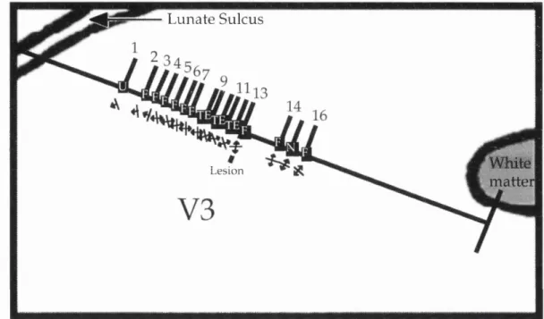 Figure  37  is  a  drawing  of  the  part  of  the  section  illustrated  in  figure  35  with  the  selectivities  (orientation  and  disparity)  of  the  cells  marked  on  as  in  the  previous  brain