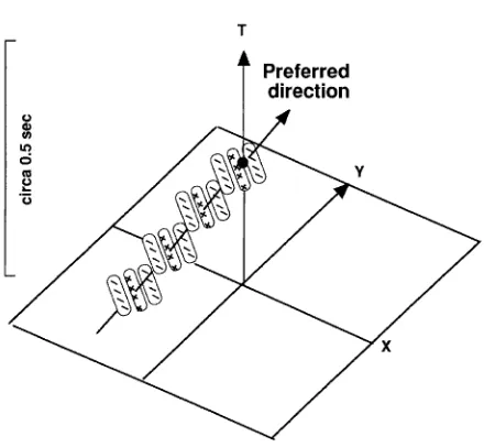 Figure 1.Three-dimensional representation of a receptive ﬁeld that could resolve movingverniers in the experiments of Westheimer and McKee (1975)