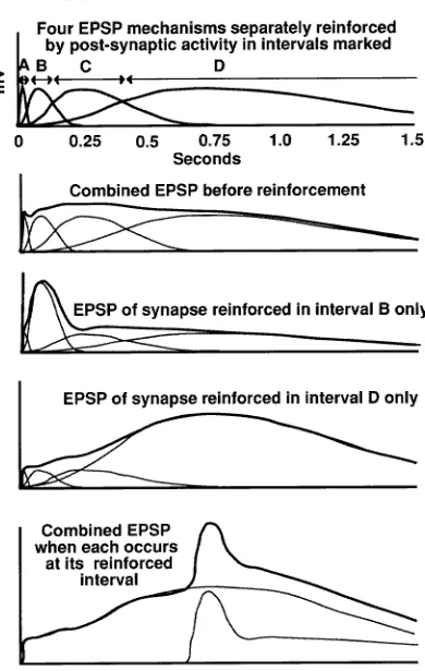 Figure 3. Hebbian super-synapse capable of storing the delay between pre-synaptic activityand reinforcement by post-synaptic activation