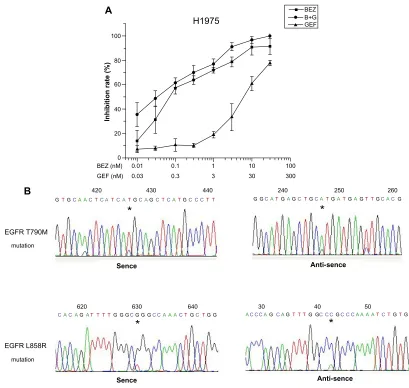 Figure 1 H1975 cell line was resistant to gefitinib and inhibited by BEZ235.Notes: (A) H1975 cells were treated with different concentrations of BEZ235 as well as with combinations with gefitinib