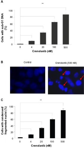 Figure 2 crenolanib induces apoptosis in non-small-cell lung cancer cells. Notes: (A) A549 cells were treated with crenolanib at the indicated concentrations for 48 hours followed by propidium iodide staining and flow cytometry analysis for sub-g1 deoxyrib