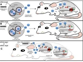 Figure 3 Molecular approaches for the use of miRNAs derived from TR exosomes as therapeutic tools.Notes: Exosomes are ideal delivery systems that can be manipulated for the administration of specific molecules such as synthetic miRNAs or anti-miRNAs