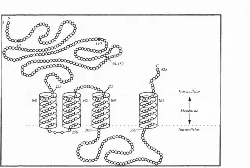 Figure 1.1 Generic GABAa receptor protein subunit sequence and topological structure. 