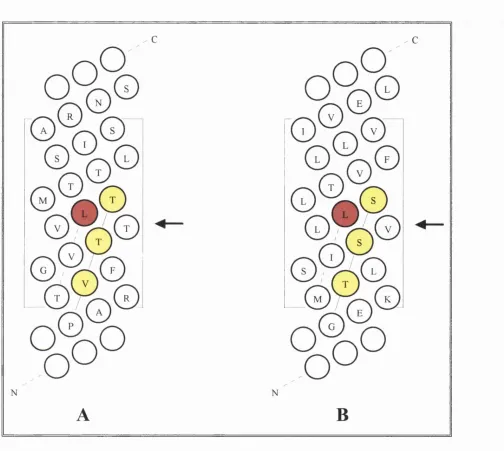 Figure 1.2 Helical net plot of the amino acid sequence around M2 of the GABAaŒ] subunit (A) and the Torpedo AChR a  subunit (B)
