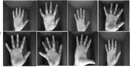 Figure 4: CASIA palmprint Database  