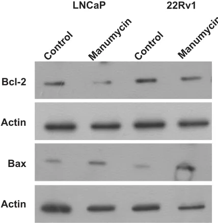 Figure 5 Effects of manumycin on expressions of B-cell lymphoma (Bcl)-2 and Bax in lncaP and 22rv1 cells.Notes: cells were treated with dimethyl sulfoxide (control) or 32 µmol/l manumycin for 16 hours