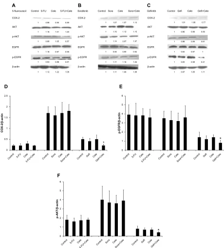 Figure 6 (A–F) Protein expression of cyclooxygenase (cOX)-2, phosphorylated epidermal growth-factor receptor (p-egFr), and phosphorylated (p)-aKT in hepg2 multicellular spheroids determined by immunoblot analysis