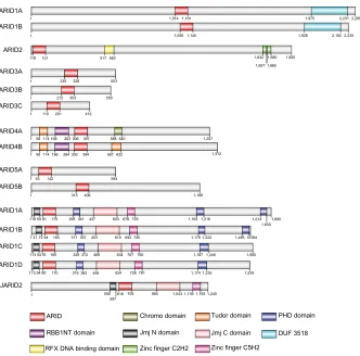Figure 1 Brief overview of the ARiD family proteins and the domains in each member. ARiD family proteins share structure similarity within the subfamilies