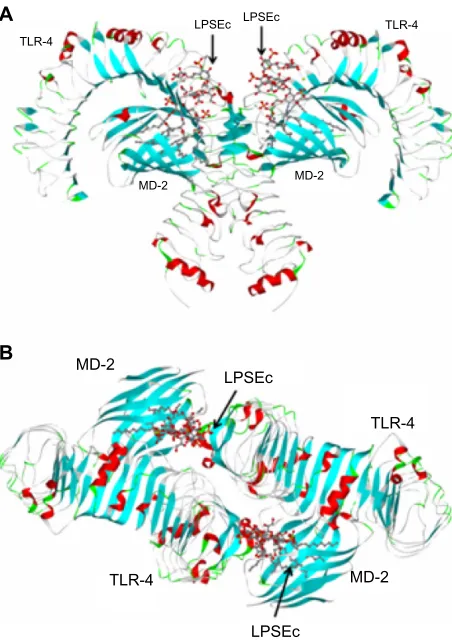 Figure 1 Structure of the TLR-4/MD-2/LPSec complex.Notes: (A) Side view of the symmetrical dimer of TLR-4/MD-2/LPSec complex