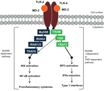 Figure 2 Schematic illustration of the TLR-4 signaling pathway.Notes: TLR-4/MD-2 complex homodimerization activates the MyD88-dependent pathway and TRiF-dependent pathway