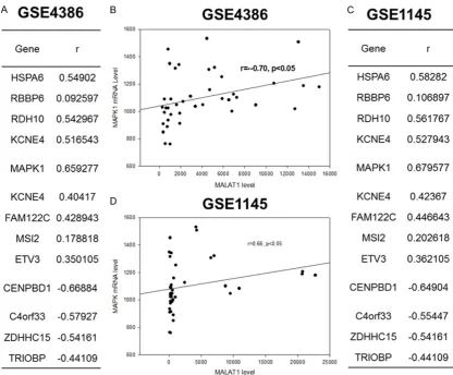 Figure 2. MAPK1 was positively correlated with the expression of LncRNA MALAT1. A, B. Linear correlation was ap-plied to analyze the relationship between MAPK1 and MALAT1 by bioinformatics in GSE4386 gene chip