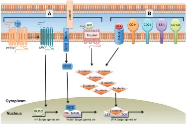 Figure 1 eMT signaling pathways and CSC markers in pancreatic cancer.Notes: (A) Hedgehog, Notch, and wnt signaling promote eMT, and are also active in pancreatic CSCs