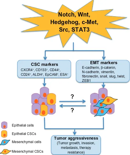 Figure 2 Potential cellular signaling pathways linking to pancreatic CSCs and eMT in tumor aggressiveness.Notes: The cellular signaling crosstalk and regulation of multiple cellular signaling pathways, including Notch, wnt, Hedgehog, Src, and STAT3, play c