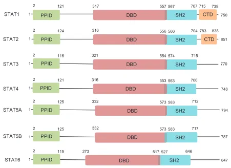 Figure 1 Domain architecture of STATs.Abbreviations:Notes: Members of the STAT protein family share similar domain structure, with each having an N-terminal PPID, a DBD, and an SH2