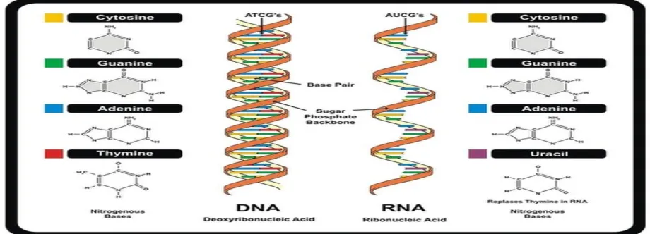 Figure 1: The chemical structure of DNA and RNA.  