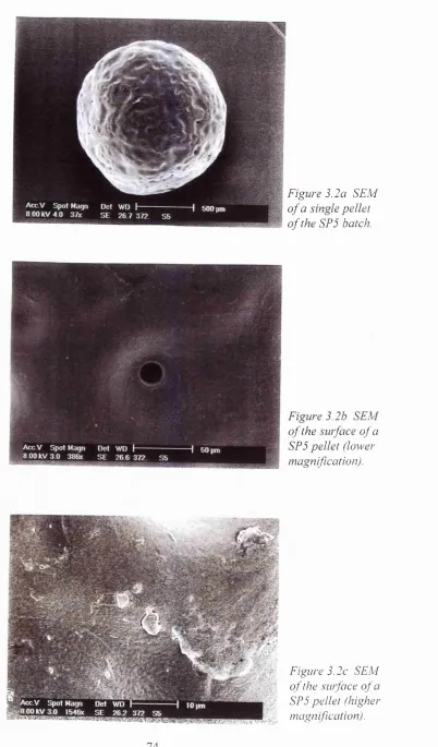 Figure 3.2a SEM 
