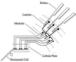 Figure 1.3: Schematic diagram of the position in the fly’s visual system ofthe horizontal cells of the lobula plate