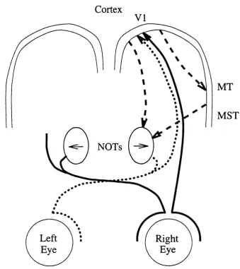 Figure 1.4: Neural pathways to the nucleus of the optic tract (NOT); been omitted, but are symmetrical to those shown